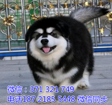 全国特惠阿拉斯加纯种幼犬 支持上门 支持空运汽运 包健康剂