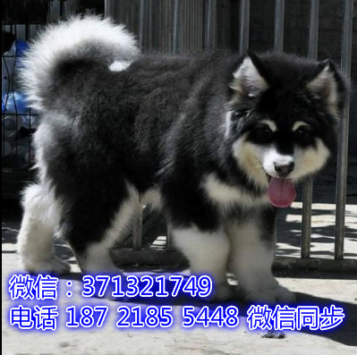 特价阿拉斯加出售纯种幼犬 专业繁殖专业发货 可上门看崭