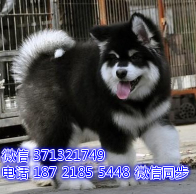 特价阿拉斯加出售纯种幼犬 专业繁殖专业发货 