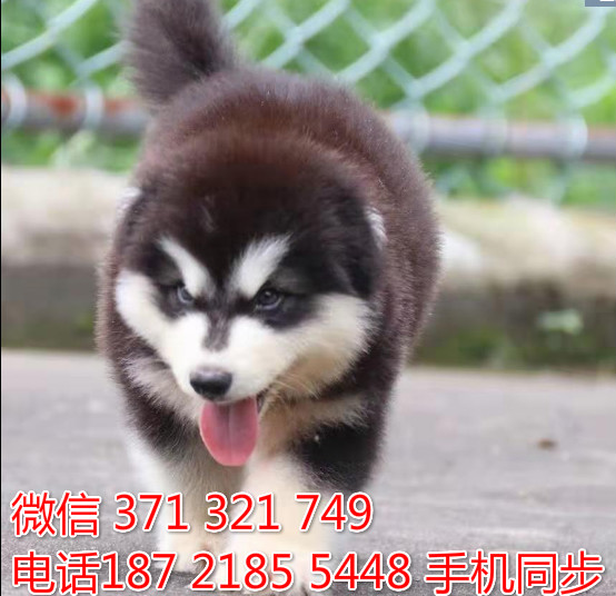 阿拉斯加幼犬出售纯种 狗场直销宠物 哪里有宠物狗狗成