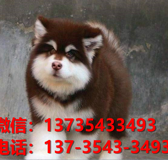 太原宠物狗狗犬舍在哪里卖狗地方 哪里有阿拉