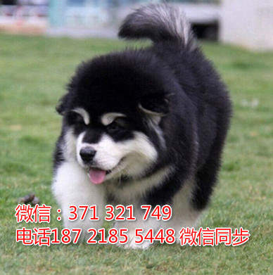 全国特惠阿拉斯加纯种幼犬 支持上门 支持空运汽运 包健康糯
