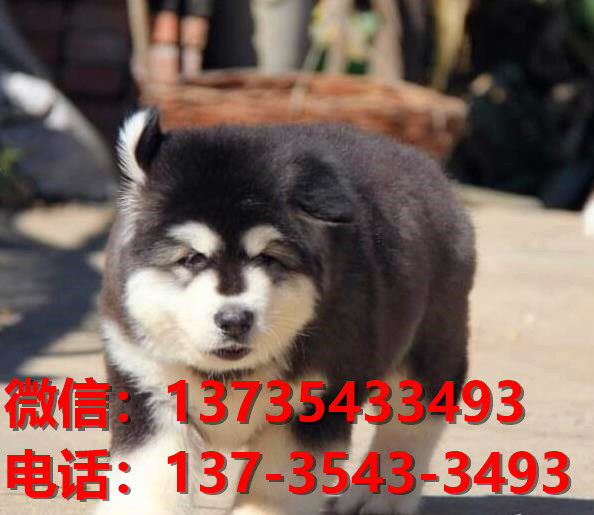 郑州宠物狗狗犬舍在哪里卖狗地方 哪里有阿拉斯加犬领养狗市场在哪买狗