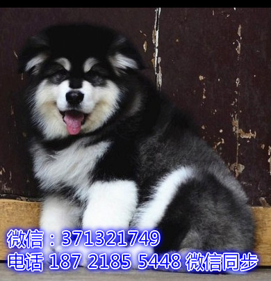 特价阿拉斯加出售纯种幼犬 专业繁殖专业发货 可上门看净
