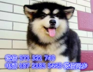 阿拉斯加宠物买卖 宠物市场 宠物狗狗图片宠物网舷
