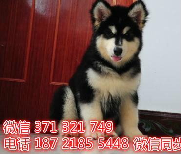 犬舍直销，哪里有宠物阿拉斯加，精品小型中型大型犬狗狗俚
