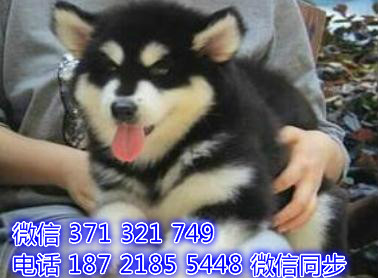 阿拉斯加宠物买卖 宠物市场 宠物狗狗图片宠物网舷