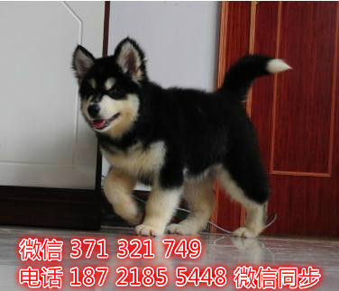 犬舍直销，哪里有宠物阿拉斯加，精品小型中型大型犬狗狗忧