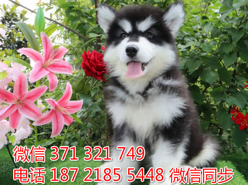 犬舍阿拉纯种幼犬出售 阿拉斯加雪橇犬精品狗
