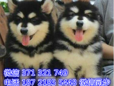 阿拉斯加宠物买卖 宠物市场 宠物狗狗图片宠物