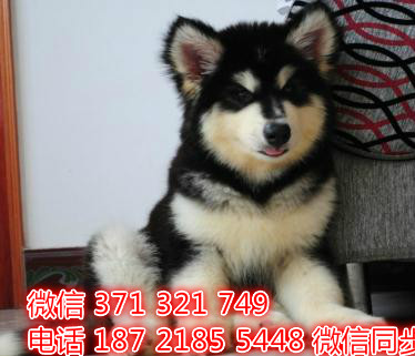 犬舍直销，哪里有宠物阿拉斯加，精品小型中型大型