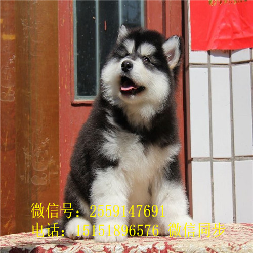 扬州纯种阿拉斯加价格 灰色阿拉斯加怎么卖的 