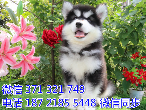 犬舍阿拉纯种幼犬出售 阿拉斯加雪橇犬精品狗场宠物狗美