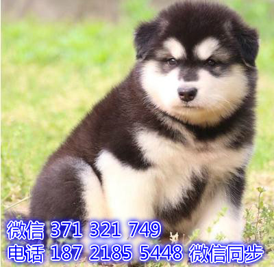宠物市场 哪里有宠物阿拉斯加，精品小型中型大
