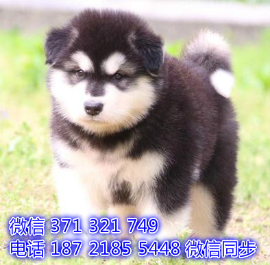 宠物市场 哪里有宠物阿拉斯加，精品小型中型大型犬狗狗合