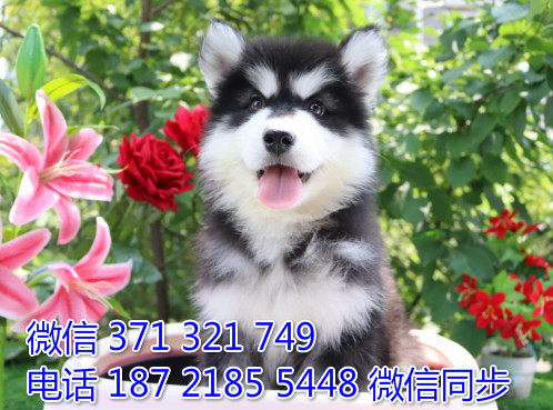 犬舍阿拉纯种幼犬出售 阿拉斯加雪橇犬精品狗场宠物狗美