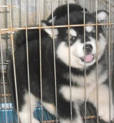 文山买雪橇犬在哪里买 云南狗场出售阿拉斯加