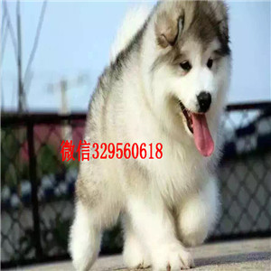  长治哪里有熊版阿拉斯加卖专业繁育阿拉斯加