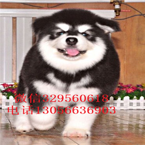  赤峰哪里出售纯种阿拉斯加巨型阿拉斯加多少