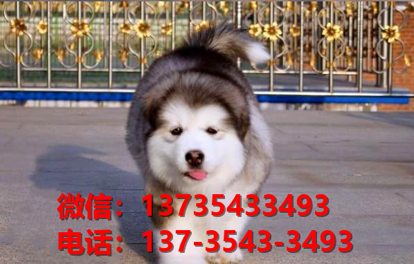 太原宠物狗犬舍出售纯种阿拉斯加犬卖狗买狗地