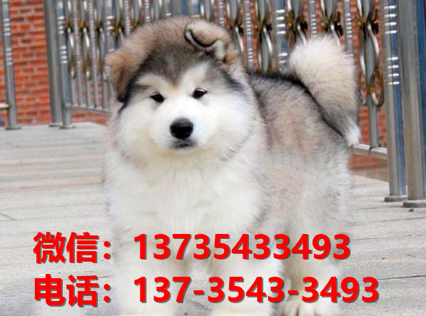 舟山宠物狗狗犬舍出售纯种阿拉斯加幼犬狗市场