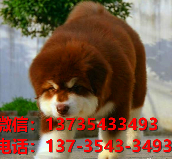 南平宠物狗狗犬舍出售纯种阿拉斯加犬网上买狗