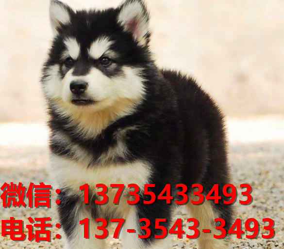 潍坊宠物狗狗犬舍领养纯种阿拉斯加幼犬网上买狗卖狗网站在哪里有狗市场