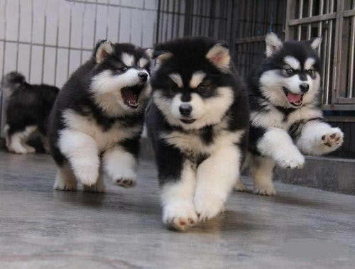 玉溪阿拉斯加幼犬价格多少玉溪出售阿拉斯加小
