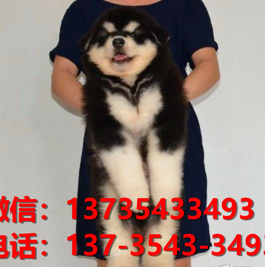 淮南宠物狗狗犬舍出售纯种阿拉斯加犬幼犬卖狗