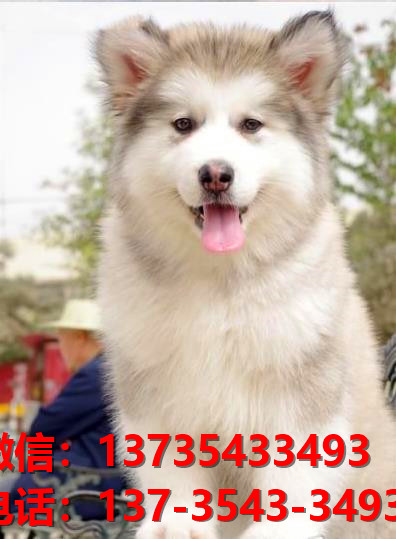 福州宠物狗狗犬舍出售纯种阿拉斯加犬幼犬卖狗