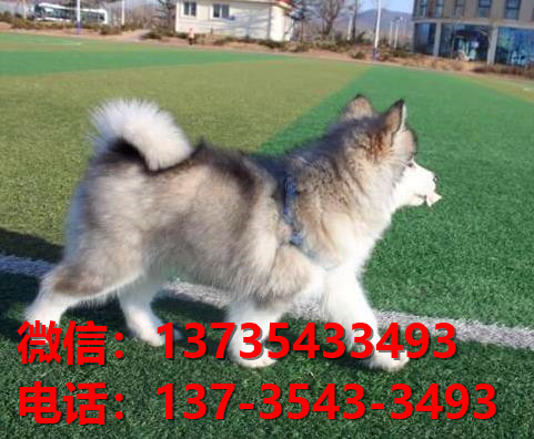 东营宠物狗犬舍出售阿拉斯加犬网上卖狗买狗地