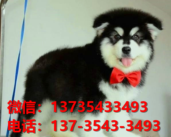 潍坊宠物狗狗犬舍领养纯种阿拉斯加幼犬网上买狗卖狗网站在哪里有狗市场