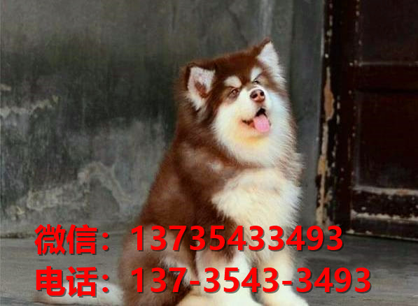 江门犬舍江门宠物狗出售阿拉斯加犬网上卖狗买
