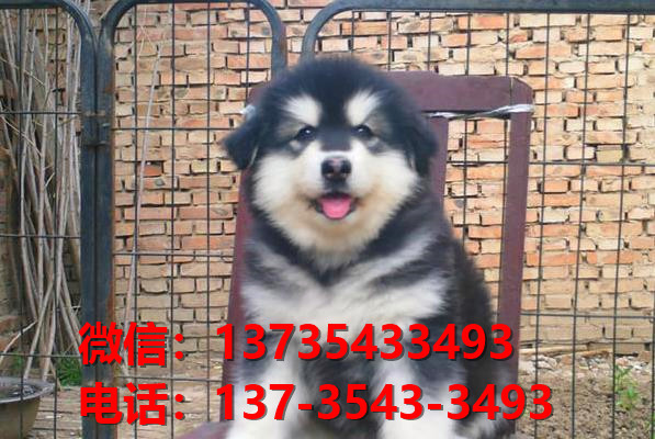 北海宠物狗犬舍出售纯种阿拉斯加犬网上卖狗买狗地方在哪有狗市场领养
