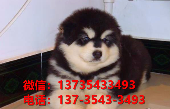 郑州宠物狗犬舍领养纯种阿拉斯加犬网上卖狗买狗地方在哪有狗市场出售