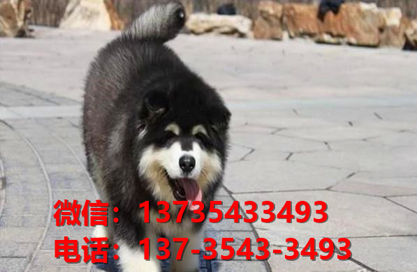 娄底犬舍宠物狗出售纯种阿拉斯加犬卖狗买狗网站在哪有狗市场