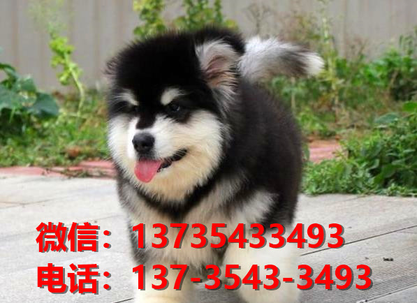 咸宁宠物狗犬舍出售纯种阿拉斯加犬卖狗买狗地