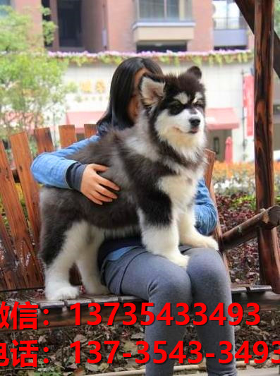荆州宠物狗犬舍出售阿拉斯加幼犬网上买狗卖狗