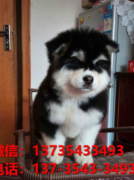 岳阳宠物狗犬舍出售纯种阿拉斯加犬网上卖狗买