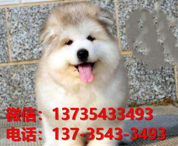 衡阳宠物狗犬舍领养纯种阿拉斯加犬网上卖狗买狗地方在哪有狗市场
