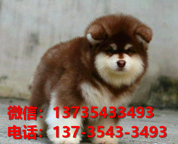 河池宠物狗犬舍出售纯种阿拉斯加犬卖狗买狗地