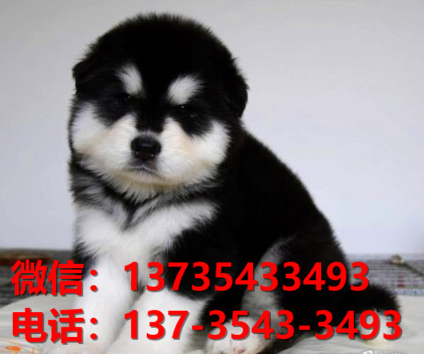 攀枝花宠物狗犬舍出售纯种阿拉斯加雪橇犬领养卖狗买狗地方在哪有狗市场