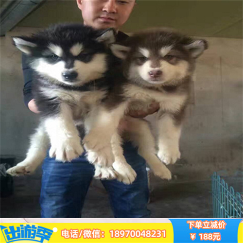 郑州本地繁殖纯种阿拉斯加 支持上门看狗