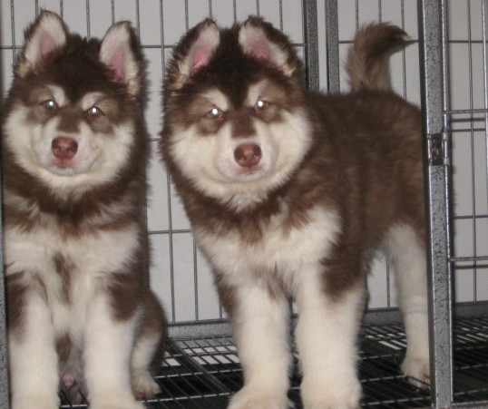 玉溪新平县哪里买阿拉斯加 云南本地养狗场