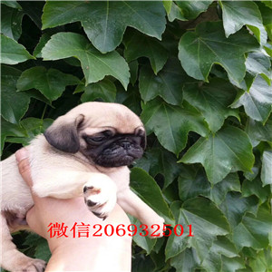 郑州热销巴哥犬颜色齐全可见父母赛级品质血统