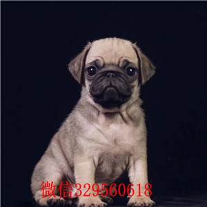 衡阳哪里有巴哥犬出售 巴哥幼犬哪里的好 纯种