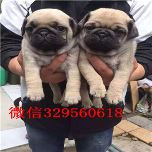 东营哪里有巴哥幼犬出售 巴哥哪里的纯种健康 