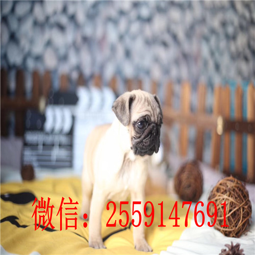 黄石纯种八哥怎么卖的 黄石哪里有巴哥出售 巴