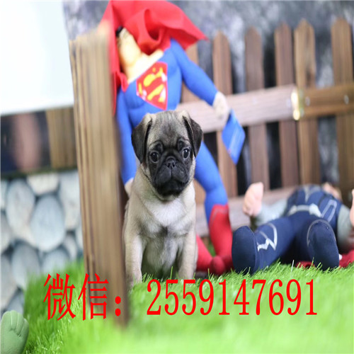 衡阳鹰版八哥怎么卖 衡阳哪里卖的八哥便宜 衡阳哪里卖纯种巴哥