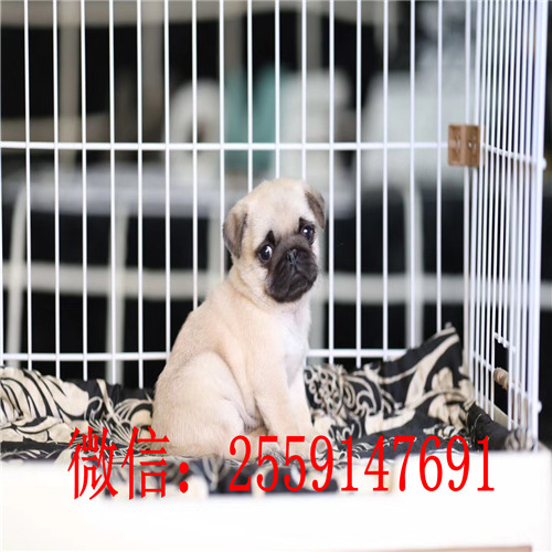 衡阳鹰版八哥怎么卖 衡阳哪里卖的八哥便宜 衡